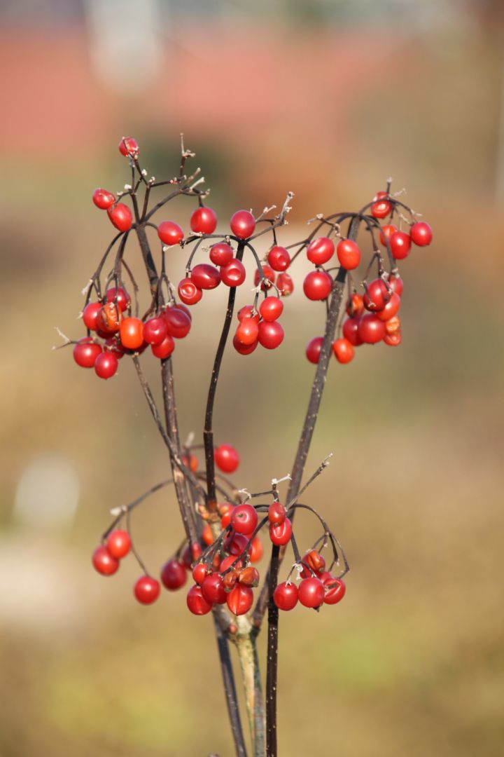 Viburnum trilobum 'Alfredo' Sneeuwbal De Tuinen van Appeltern