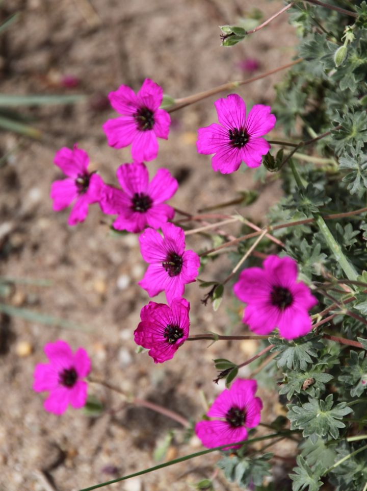 Geranium cinereum var. subcaulescens - Ooievaarsbek