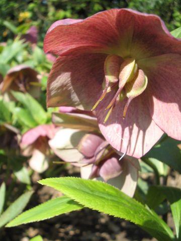 Helleborus 'Purple Haze' - Nieskruid, kerstroos