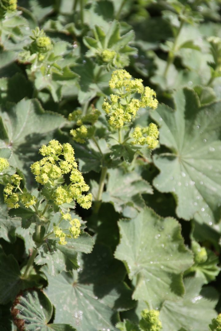 3x Elefantenohr Blumenzwiebeln - Winterharte, Magische Blüten Für Deinen Garten