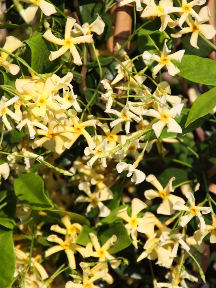 Trachelospermum jasminoides 'Selba (PBR)' - Toscaanse jasmijn, sterjasmijn