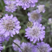 Scabiosa columbaria 'Butterfly Blue' (schurfkruid, duifkruid) - p9