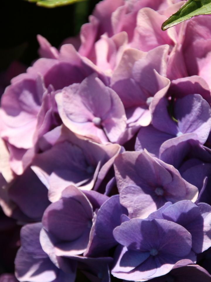 Hydrangea macrophylla 'Bodensee' - Tuinhortensia