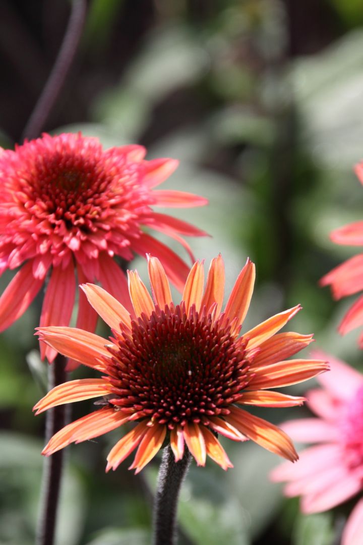 Echinacea 'Raspberry Truffle' Zonnehoed De Tuinen van Appeltern