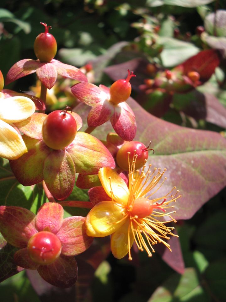 Hypericum androsaemum 'Albury Purple' - Hertshooi