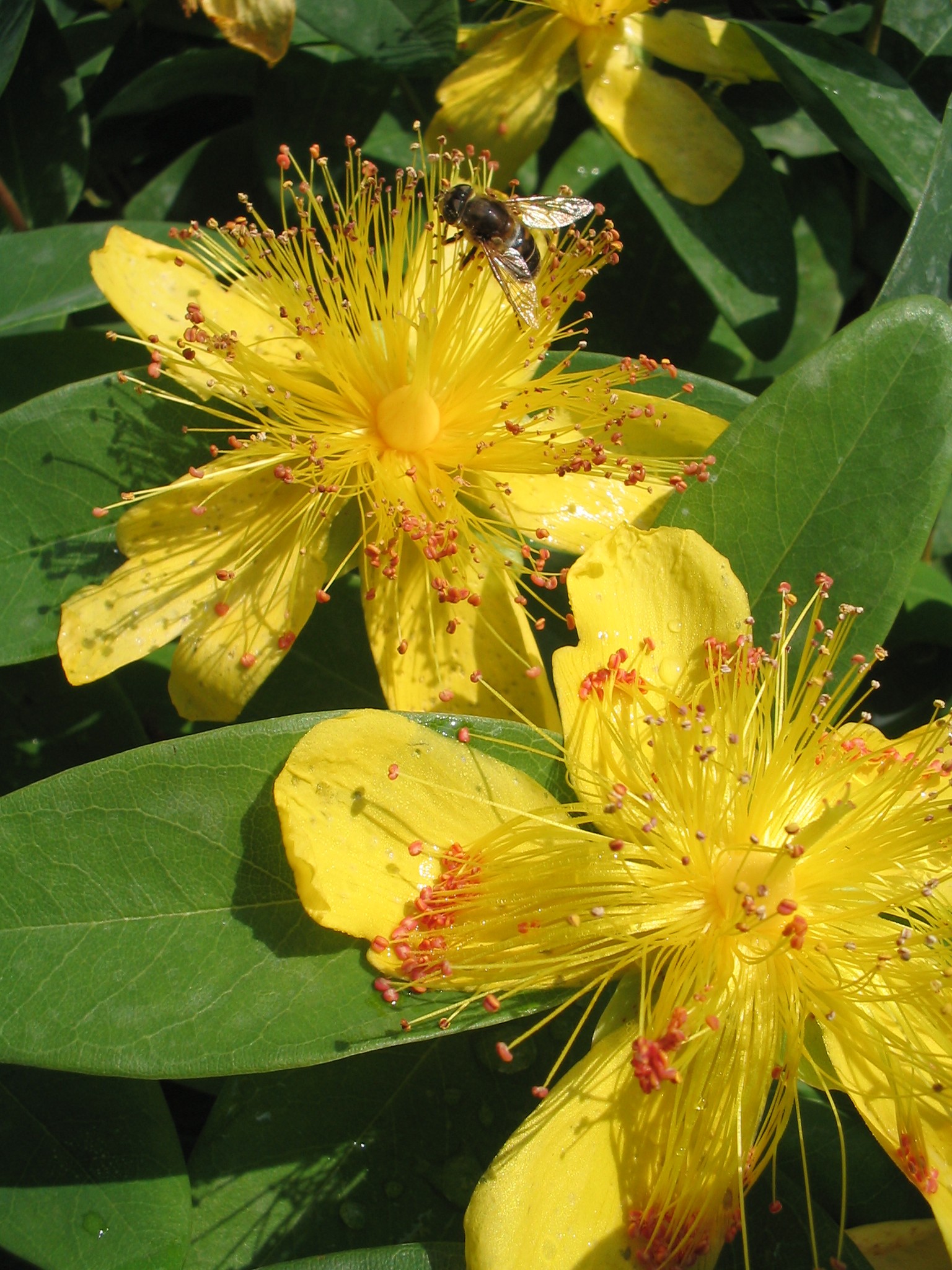 Hypericum calycinum Hertshooi De Tuinen van Appeltern