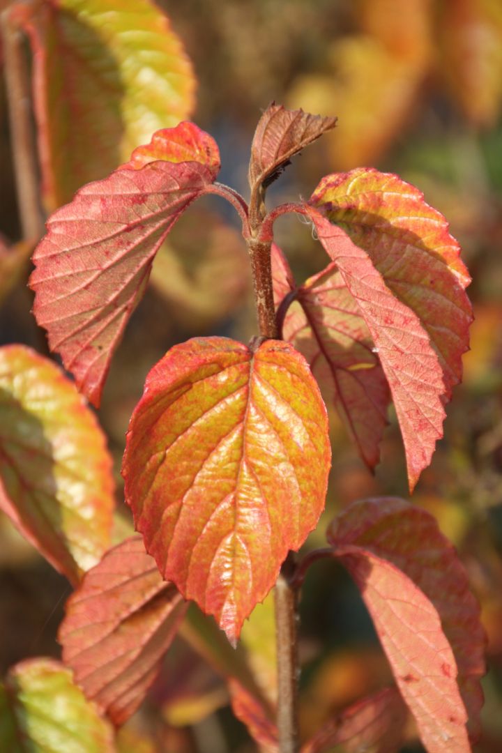 Viburnum rafinesquianum Sneeuwbal De Tuinen van Appeltern