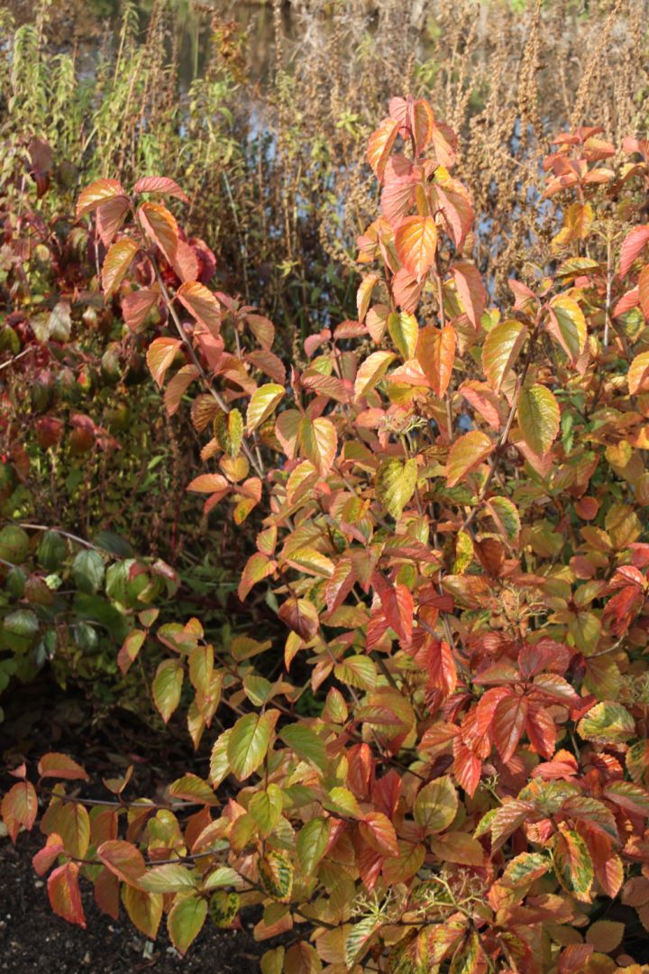 Viburnum rafinesquianum Sneeuwbal De Tuinen van Appeltern