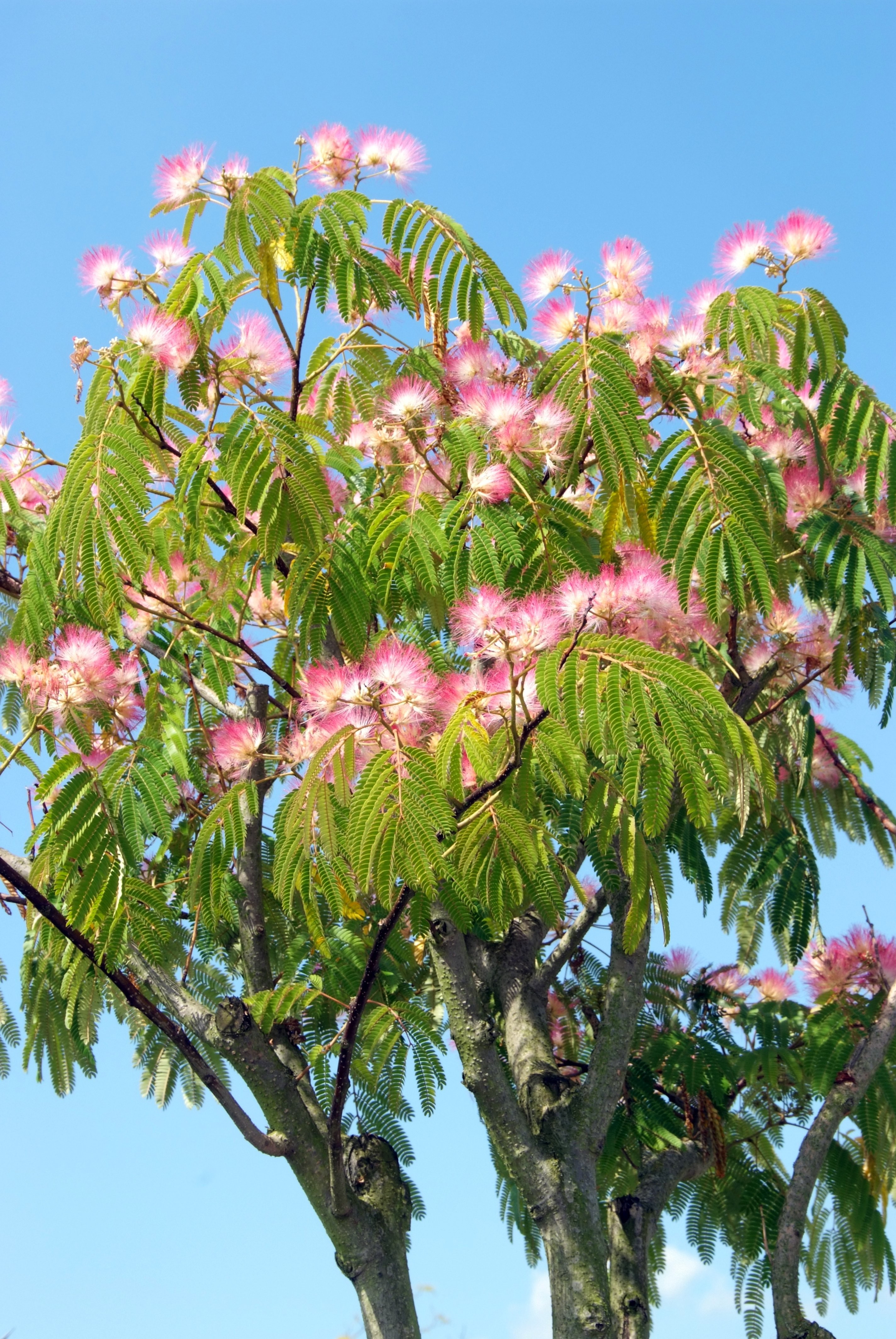 albizia slaapboom julibrissin perzische appeltern bomen bloeiende tuinen mimosa mijntuin kostprijs