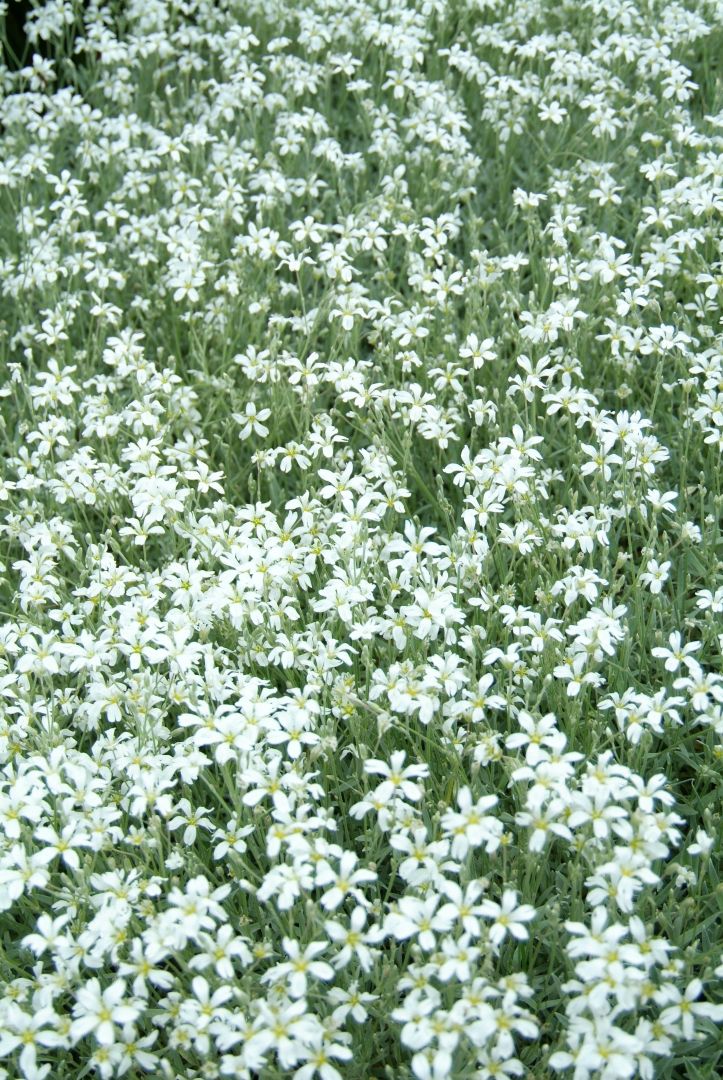 Cerastium biebersteinii - Hoornbloem | De Tuinen van Appeltern