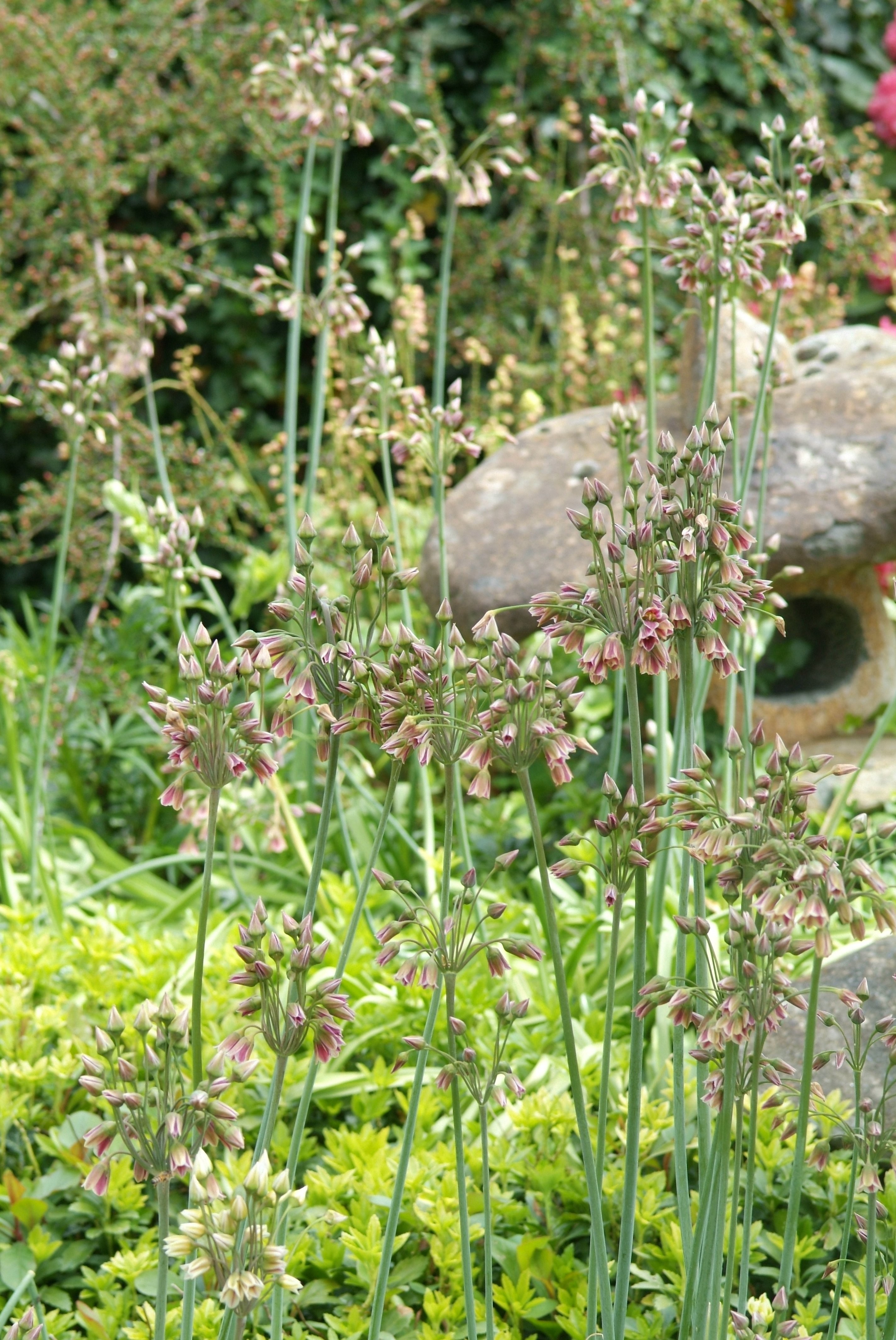Nectaroscordum siculum var. bulgaricum Bulgaarse (sier)ui De Tuinen