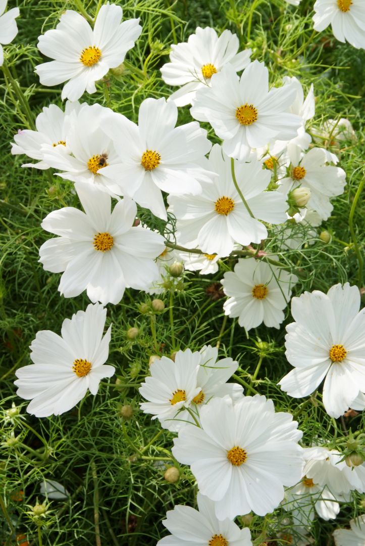 Cosmos bipinnatus Cosmea De Tuinen van Appeltern