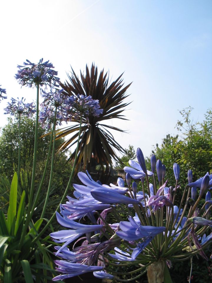Agapanthus 'Septemberhemel' - Afrikaanse lelie