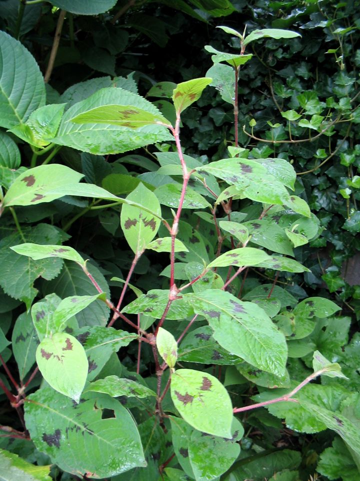 Persicaria filiformis 'Variegata' - Duizendknoop