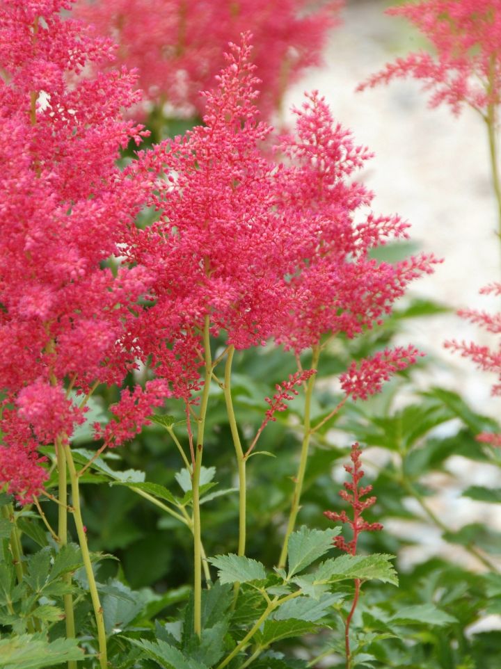 Astilbe 'Red Sentinel' - Pluimspirea, prachtspirea