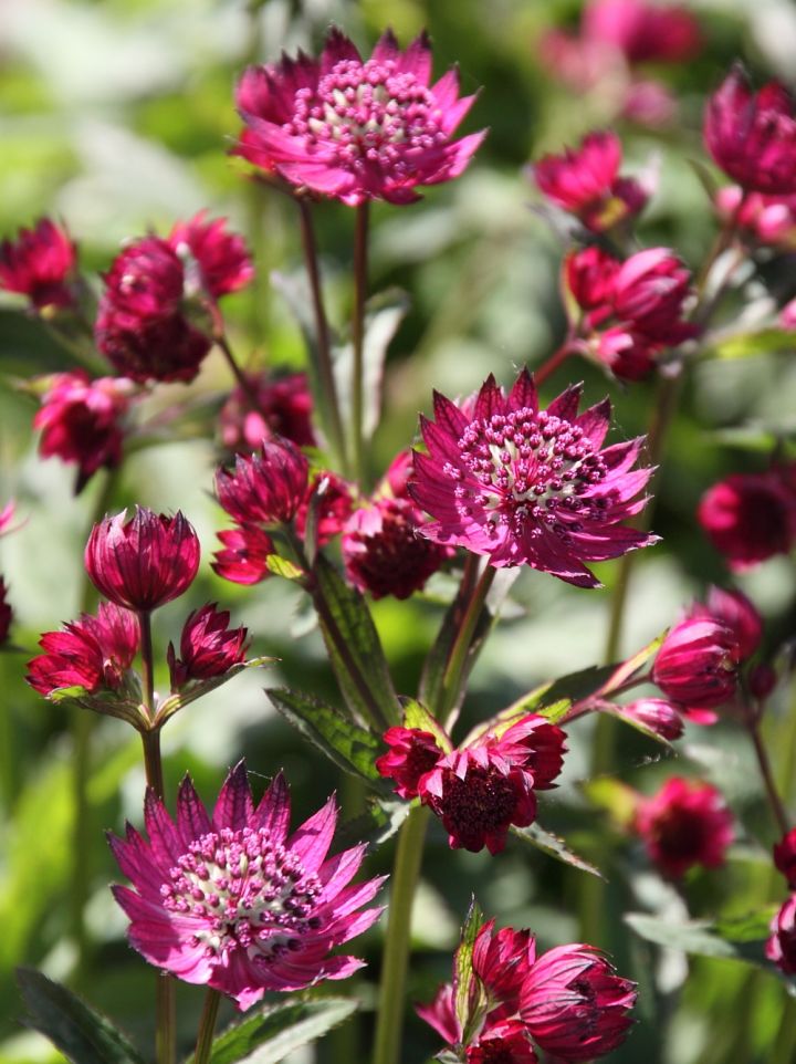 Astrantia major 'Abbey Road' - Zeeuws knoopje