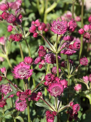 Astrantia major 'Abbey Road' - Zeeuws knoopje | De Tuinen ...