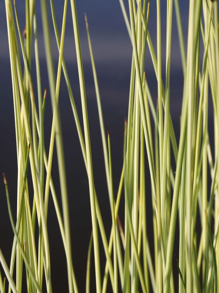 Scirpus lacustris 'Albescens' - Bonte mattenbies