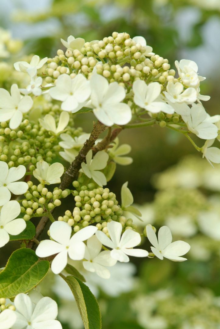 Viburnum macrocephalum Sneeuwbal De Tuinen van Appeltern