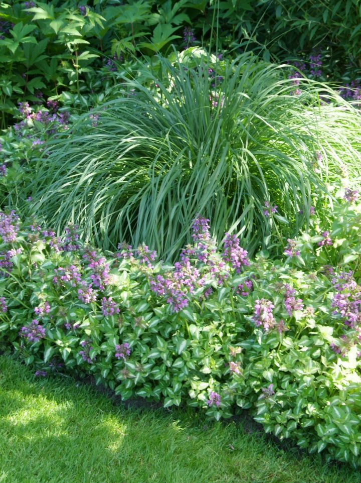 Lamium maculatum 'Pink Pewter' - Gevlekte dovenetel