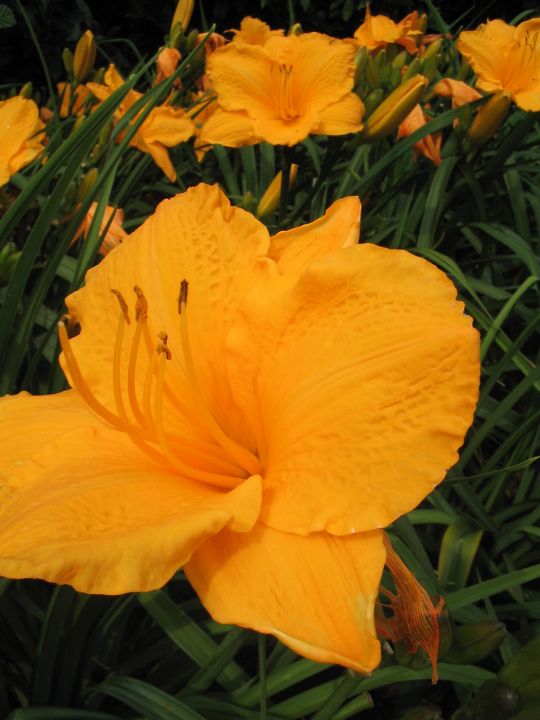 Hemerocallis ‘Golden Prize’ - Daglelie | De Tuinen van Appeltern