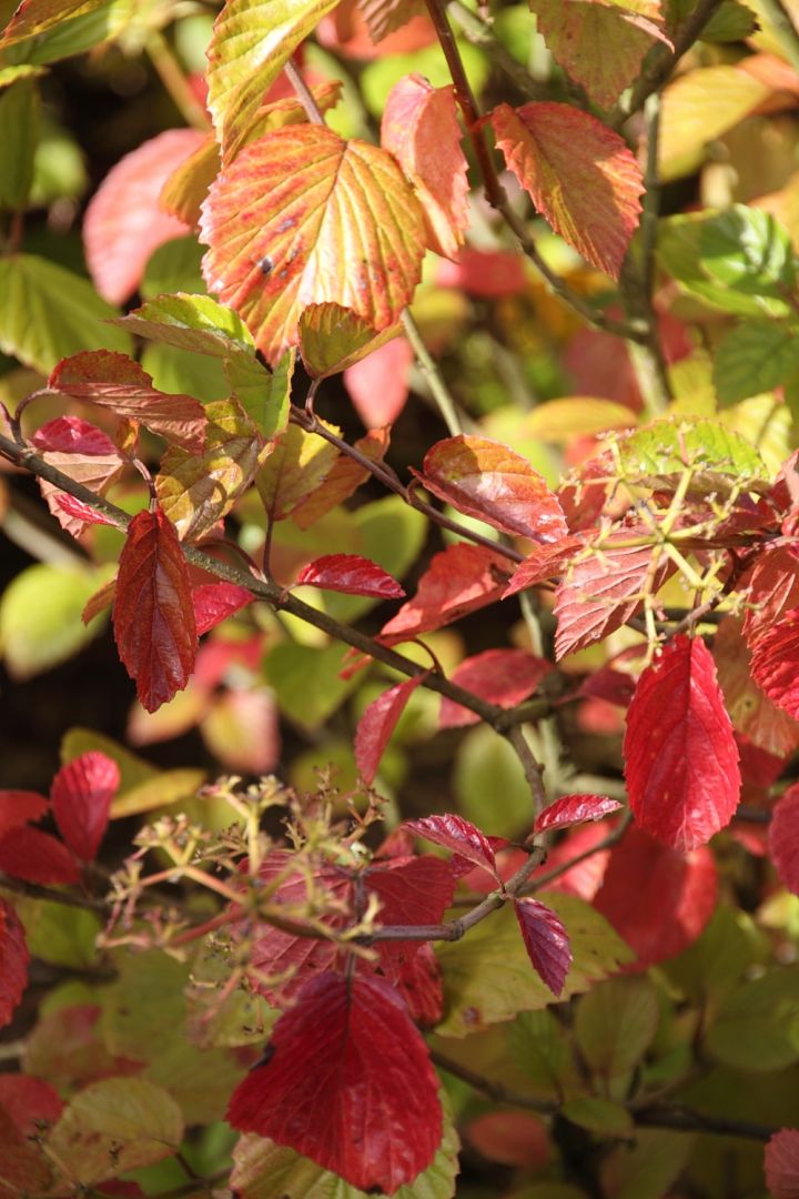 Viburnum rafinesquianum Sneeuwbal De Tuinen van Appeltern