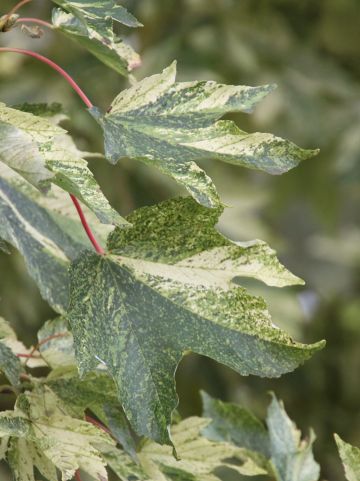 Acer pseudoplatanus 'Leopoldii' - Gewone esdoorn