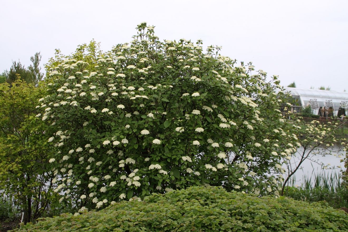 Viburnum lantana (wollige sneeuwbal) | De Tuinen van Appeltern