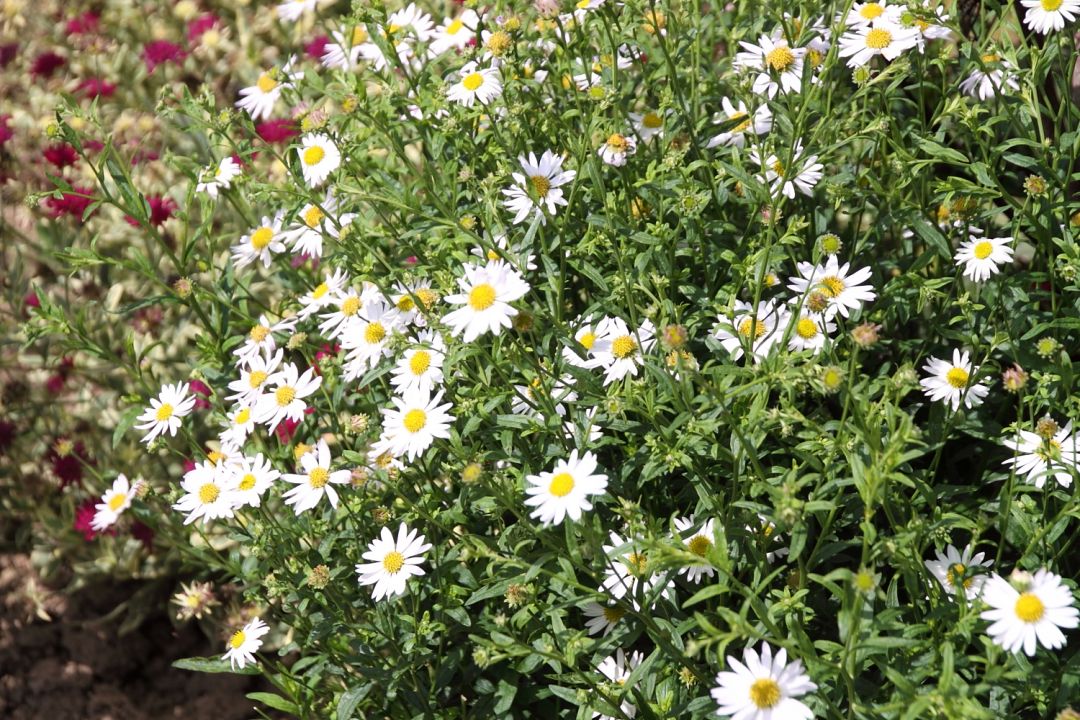 Kalimeris integrifolia 'Daisy Mae' Zomeraster De Tuinen van Appeltern