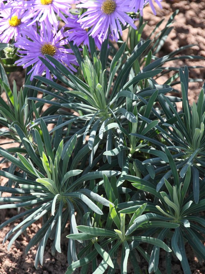 Euphorbia characias subsp. wulfenii 'Shortii' - Wolfsmelk