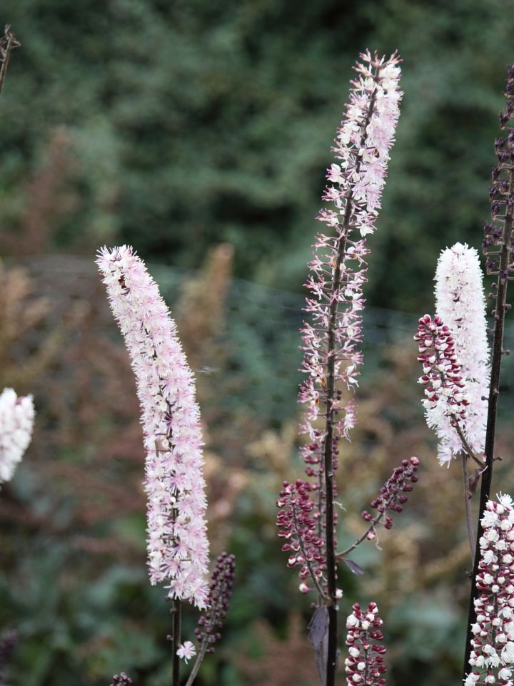 Cimicifuga ramosa 'Chocoholic' - (Donkerbladige) Zilverkaars