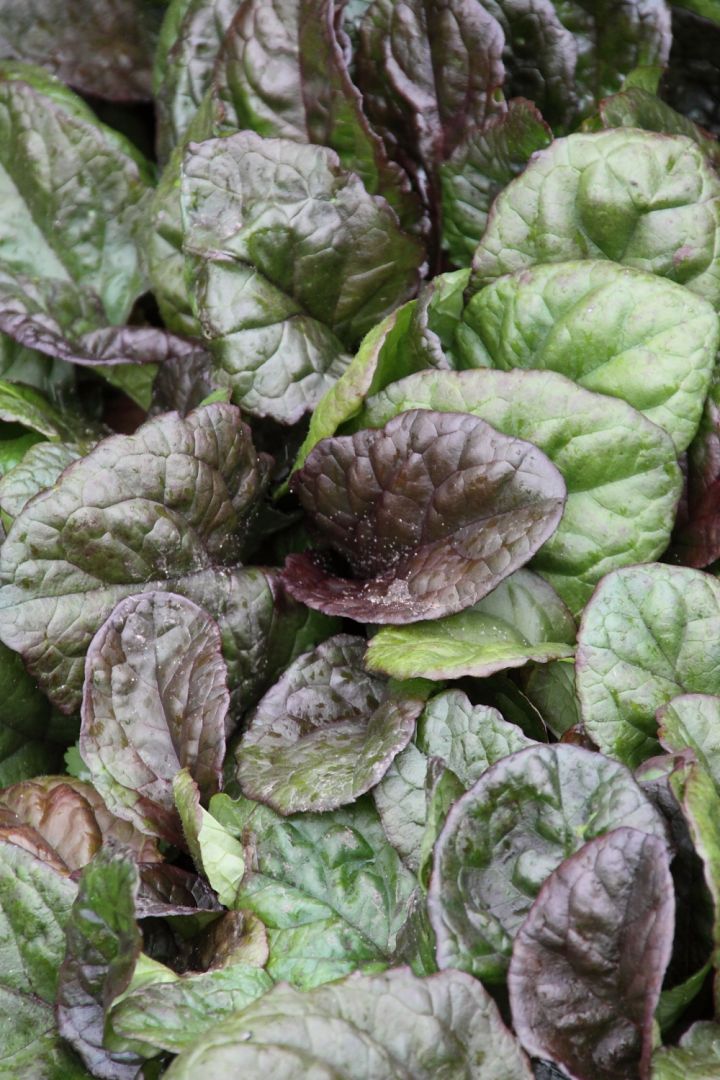 Ajuga Reptans Arboretum Giant Kruipend Zenegroen De Tuinen Van Appeltern