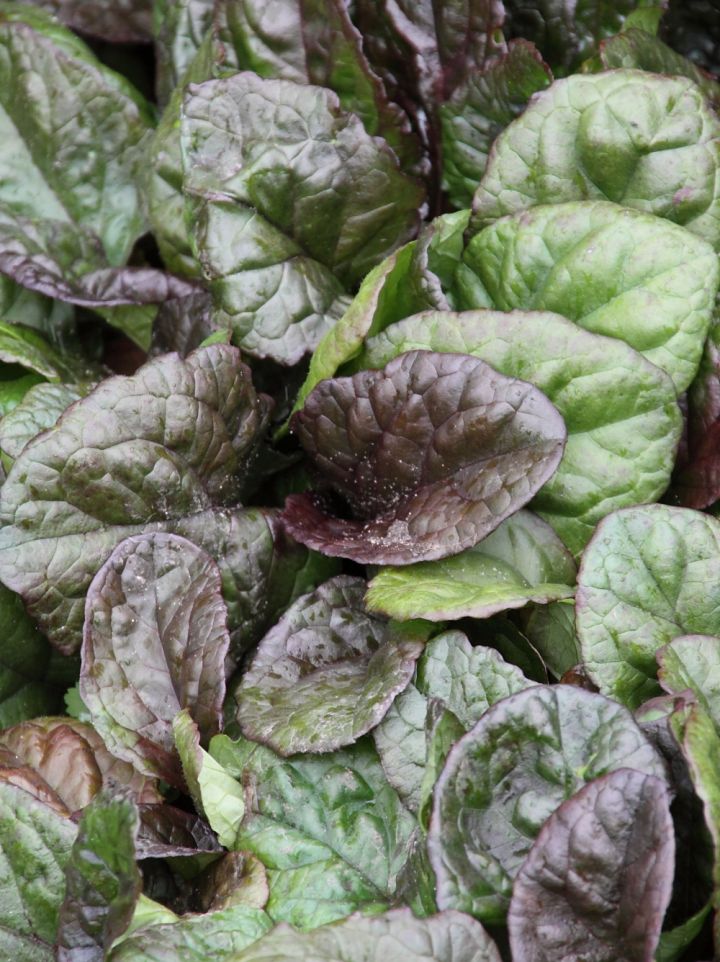 Ajuga reptans 'Arboretum Giant' - Kruipend zenegroen