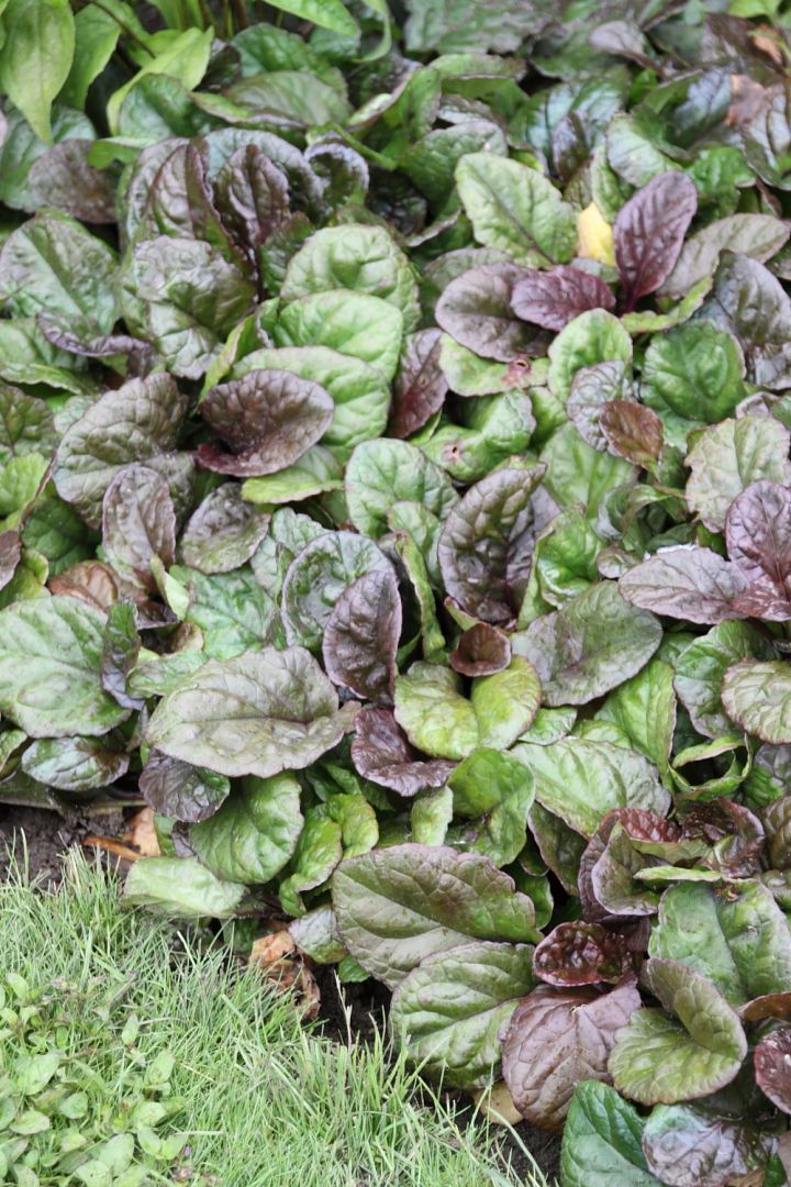 Ajuga Reptans Arboretum Giant Kruipend Zenegroen De Tuinen Van Appeltern