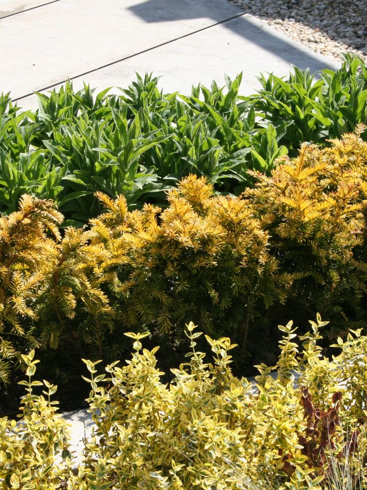 Taxus baccata 'Semperaurea' - (Gele) venijnboom