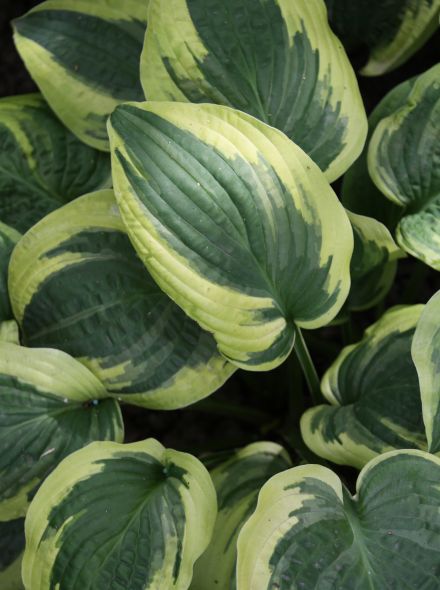Hosta ventricosa 'Wide Brim' (Hartlelie)