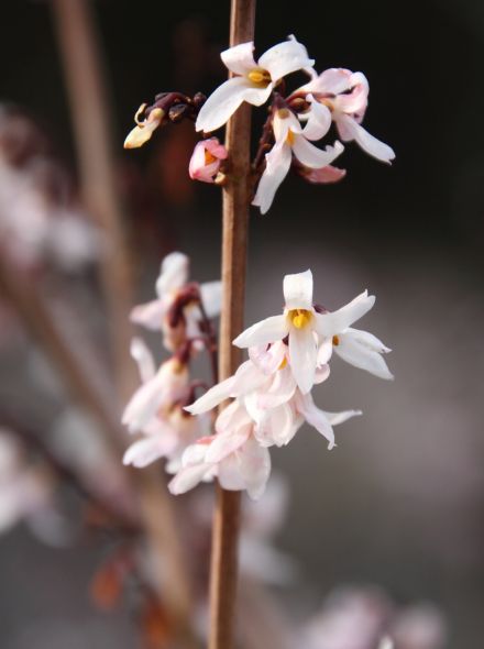 Abeliophyllum distichum (Sneeuwforsythia)