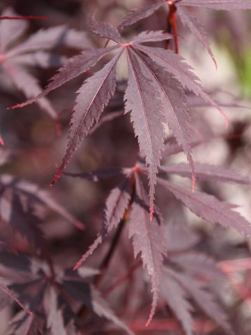 Acer palmatum 'Black Lace' - Japanse esdoorn