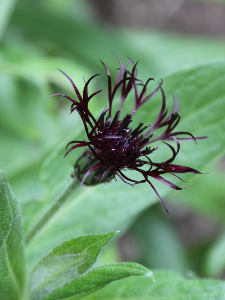 Centaurea montana 'Black Sprite' - Korenbloem, Bergcentaurie