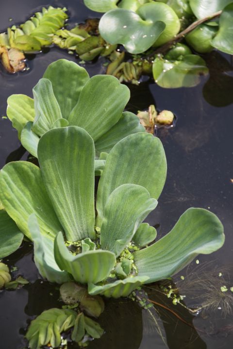stratiotes pistia appeltern
