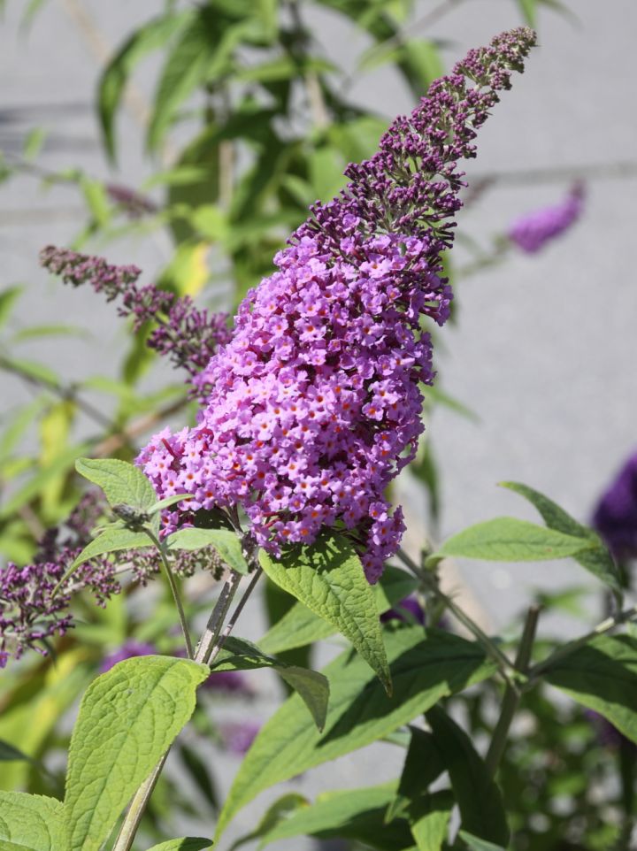 Buddleja davidii 'Minpap'(= 'Reve de Papillon') = Vlinderstruik