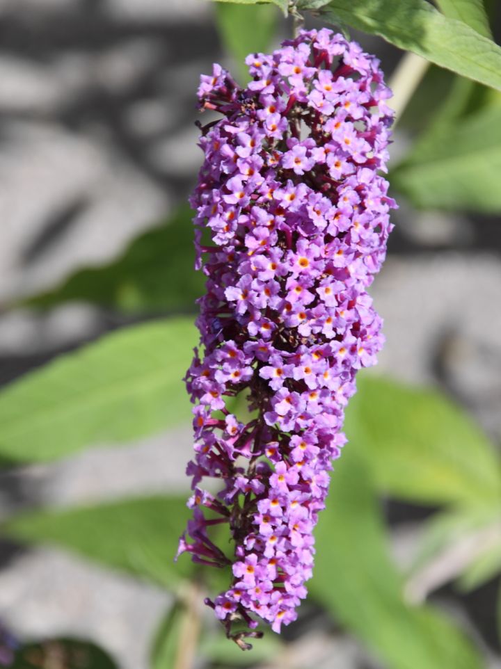 Buddleja davidii 'Ile de France' - Vlinderstruik