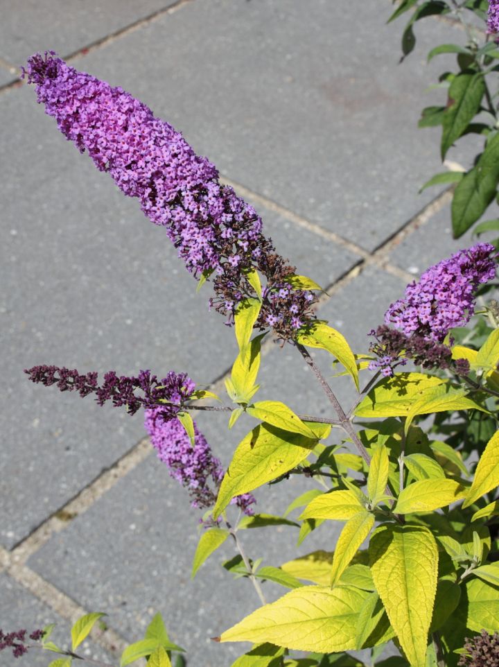 Buddleja 'Moonshine' (='Buddma') - Vlinderstruik