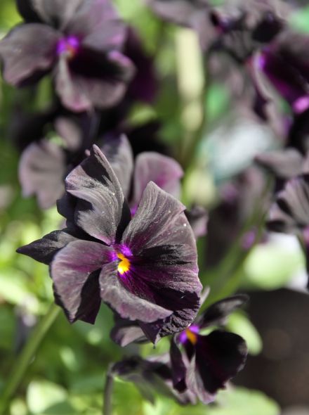 Viola cornuta 'Molly Sanderson' (Overblijvend viooltje)