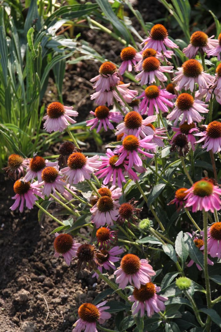 Echinacea purpurea 'Kim's Knee High' Rode zonnehoed De Tuinen van