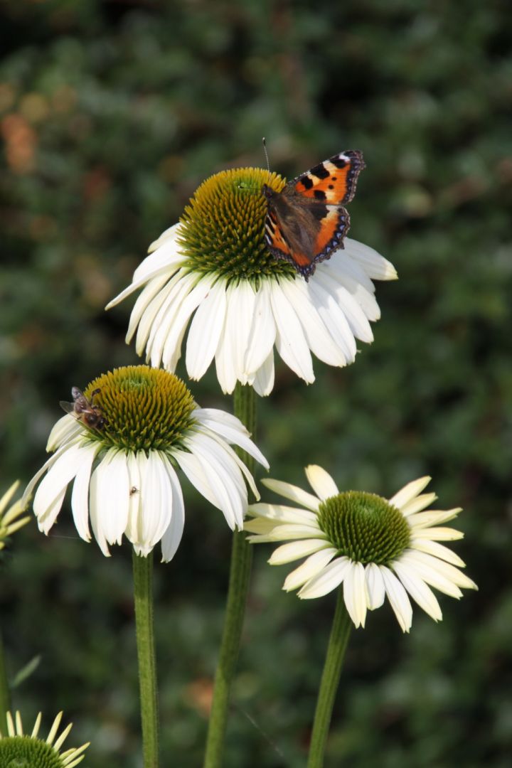 Rode zonnehoed (Echinacea) | Happy Seeds zaden