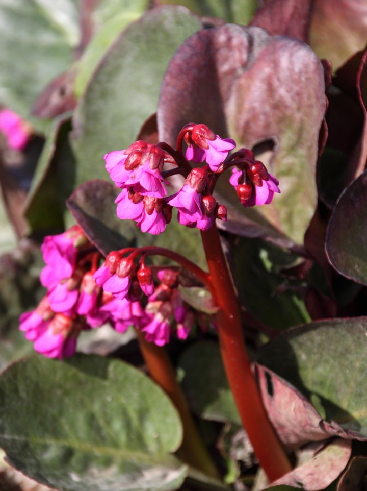 Bergenia cordifolia 'Eroica' - Schoenlappersplant
