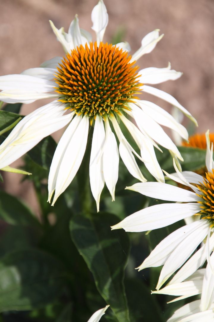Echinacea pallida - Egelzonnehoed, zonnehoed | Bloemenpark