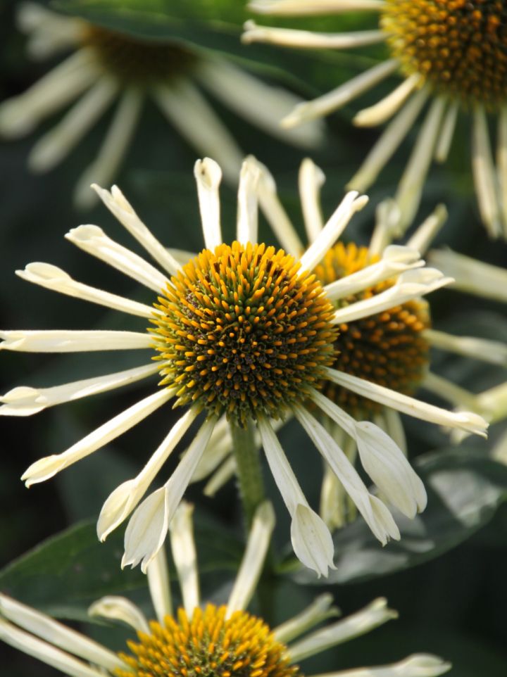 Echinacea purpurea 'Yellow Spider' - Rode zonnehoed