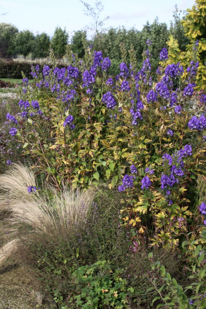 Aconitum carmichaelii 'Barker's Variety' Monnikskap De Tuinen van